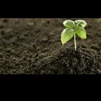 خاک گلخانه و باغچه بهترین ترکیب با زمانت