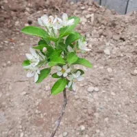 کارگر یا شاگرد هستم