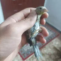 جوجه سهره قناری