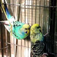 یک جفت مرغ عشق کهنه رنگ خاص اسپانگل