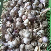 سیر کاملا خشک وتوپر طارم