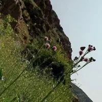 نظافت ساختمان مغازه و باغ ویلا