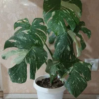 گل مانسترا تای ابلق برگ انجیری ابلق تریکالر