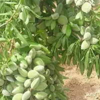 نهال بادام پرمغز و ریشه قوی