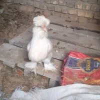 فروش ۴عدد مرغ ویک عدد خروس