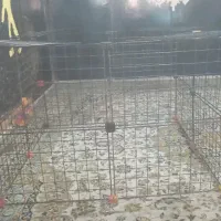 قفس سگ قیمت مناسب