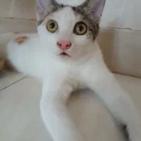 پیشی خانم