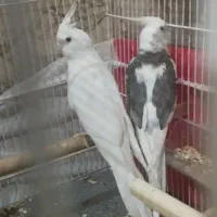عروس هلندی جفت همراه جوجه