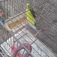 یک جفت مرغ عشق