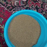 بذر یونجه همان یونجا توخومی فقط کیلویی۱۴۵۰تومان