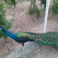 جوجه نر یکساله