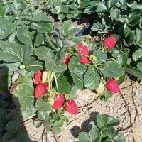 بوته توت فرنگی  خاص قیمت ویژه ۸۵هزار تومان