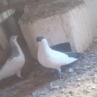 سلام خالدم سیاه خال آبگون نرپرشی