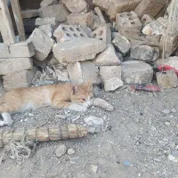 گربه