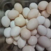تخم مرغ محلی و نطفه دار
