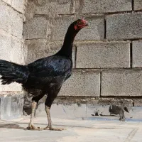 مرغ کرک (کرچ) لاری