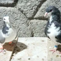 کبوتر بدرنگ