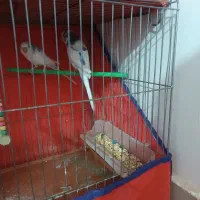 پرنده