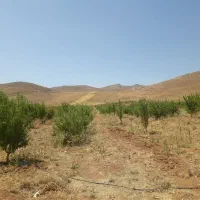 چادگان-اورگان-باغ-قطره-ای