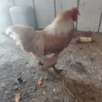 مرغ