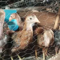 جوجه