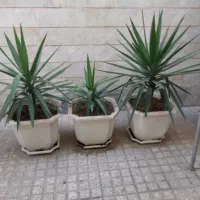 فروش سه عدد گلدان یوکا