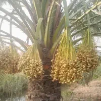 خدمات باغبانی (تکریب وادلی) وهرس کردن انواع نخل