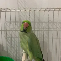 طوطی ملنگو زیبا