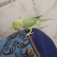 فروش ملنگو سخنگو دستی
