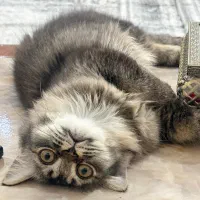 واگذاری گربه نر ۴ماهه