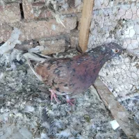 کبوتر سرور