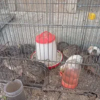 جوجه بلدرچین یک ماهه سالم و سرحال