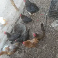مرغ محلی داریم برای فروش