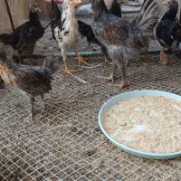 جوجه گلین اصل