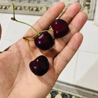 گیلاس تکدانه