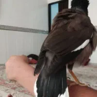 مینا سخنگو عروس هلندی کوتوله