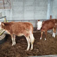 گاو سیمینتال
