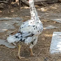مرغ لاری ۲ ساله چیل.  الان کرچه