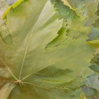 برگ انگور تازه