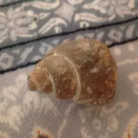 فسیل هلزونی