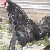 سلا م خروس فروشی