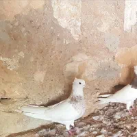 کبوتر رنگ