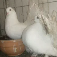 جفت چتری سفید انگلیسی مولد