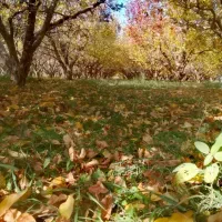 خواهان کار باغبانی