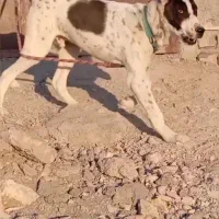 توله ۱۵ ماه بولی خراسانی