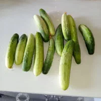 فلفل خوراکی و تندودلمه وبادمجان وخیاردرختی