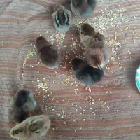 جوجه ۲روزه