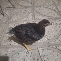 جوجه مرغ