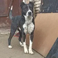 سگ نگهبان