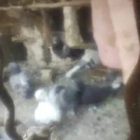 ی گل کفتر پر یکی چین... فروش فوری